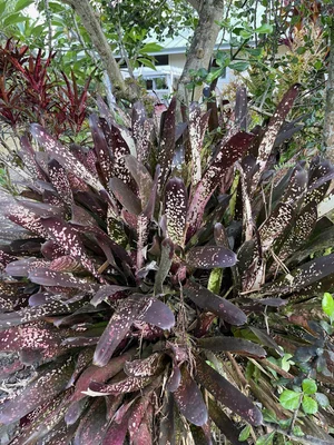 Billbergia 'Hallelujah' — Vintage Green Farms with Tom Piergrossi